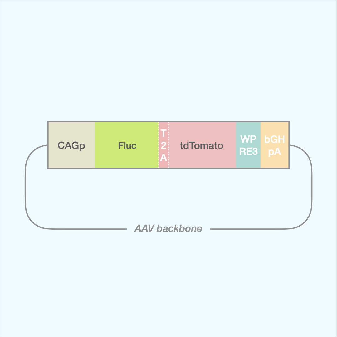 AAV Pulmonary Capsid Panel