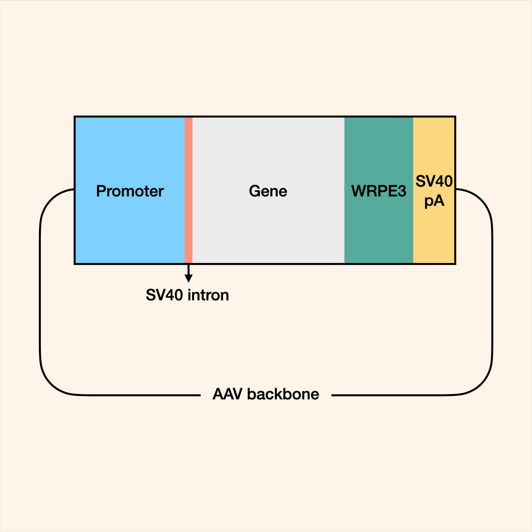 Custom AAV Packaging