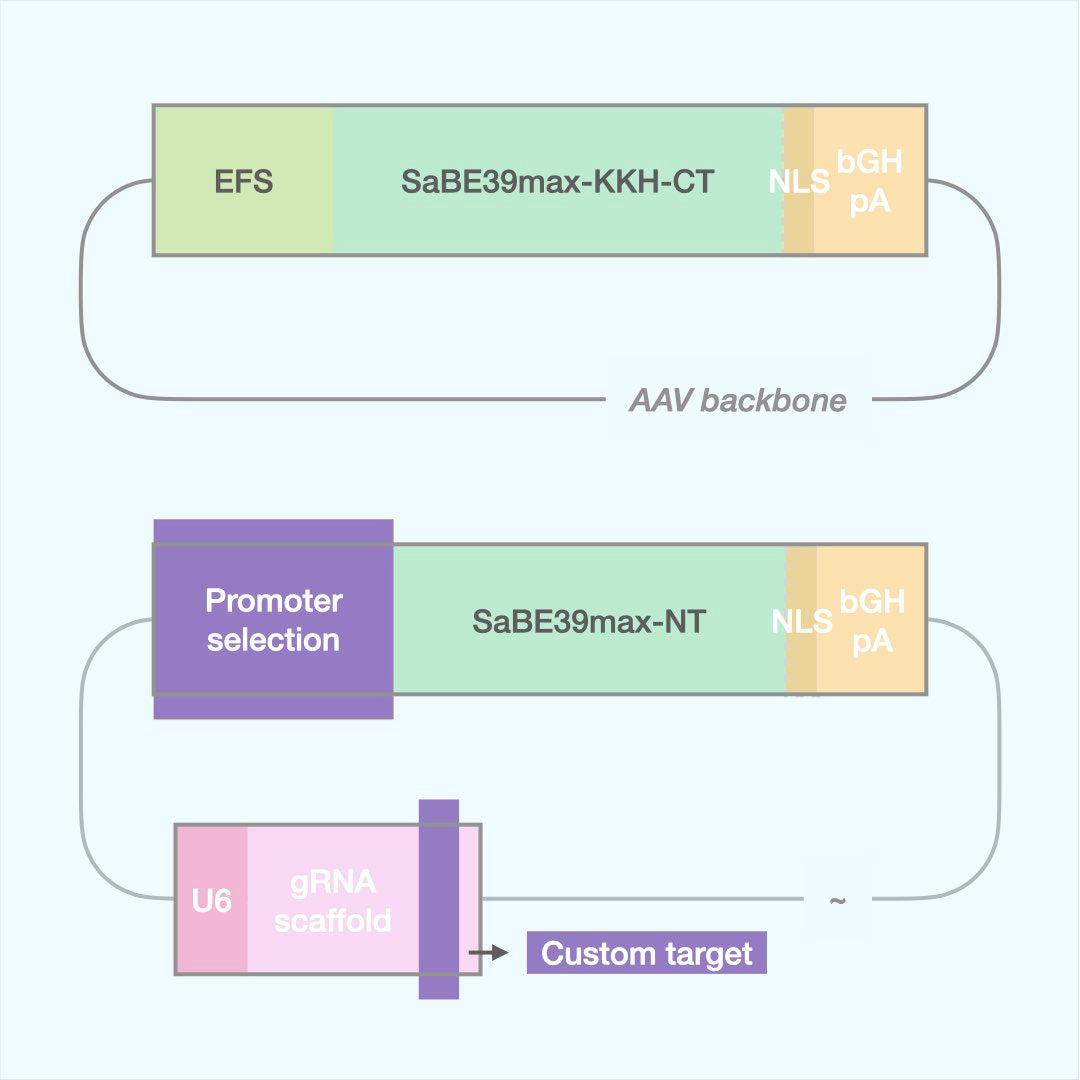 Custom Cytosine Base Editor (Dual AAV)
