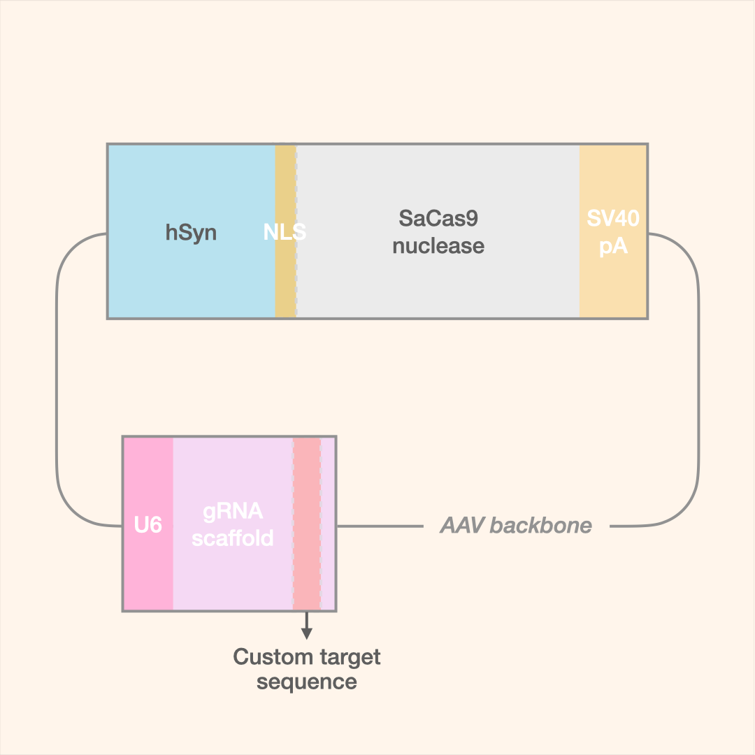 SaCas9 All-in-One AAV Editor
