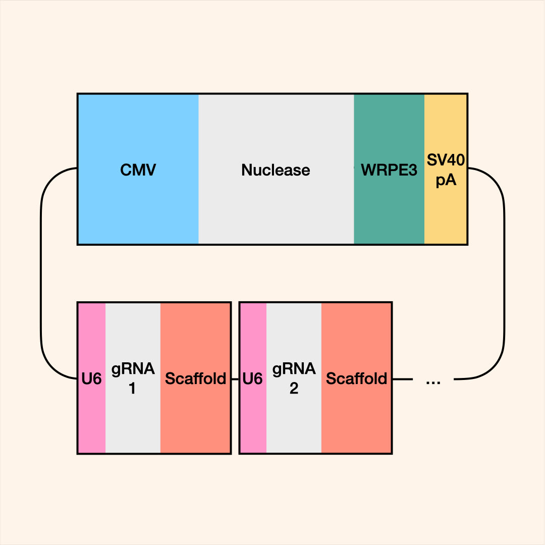 All-in-one Plasmid Gene Editor