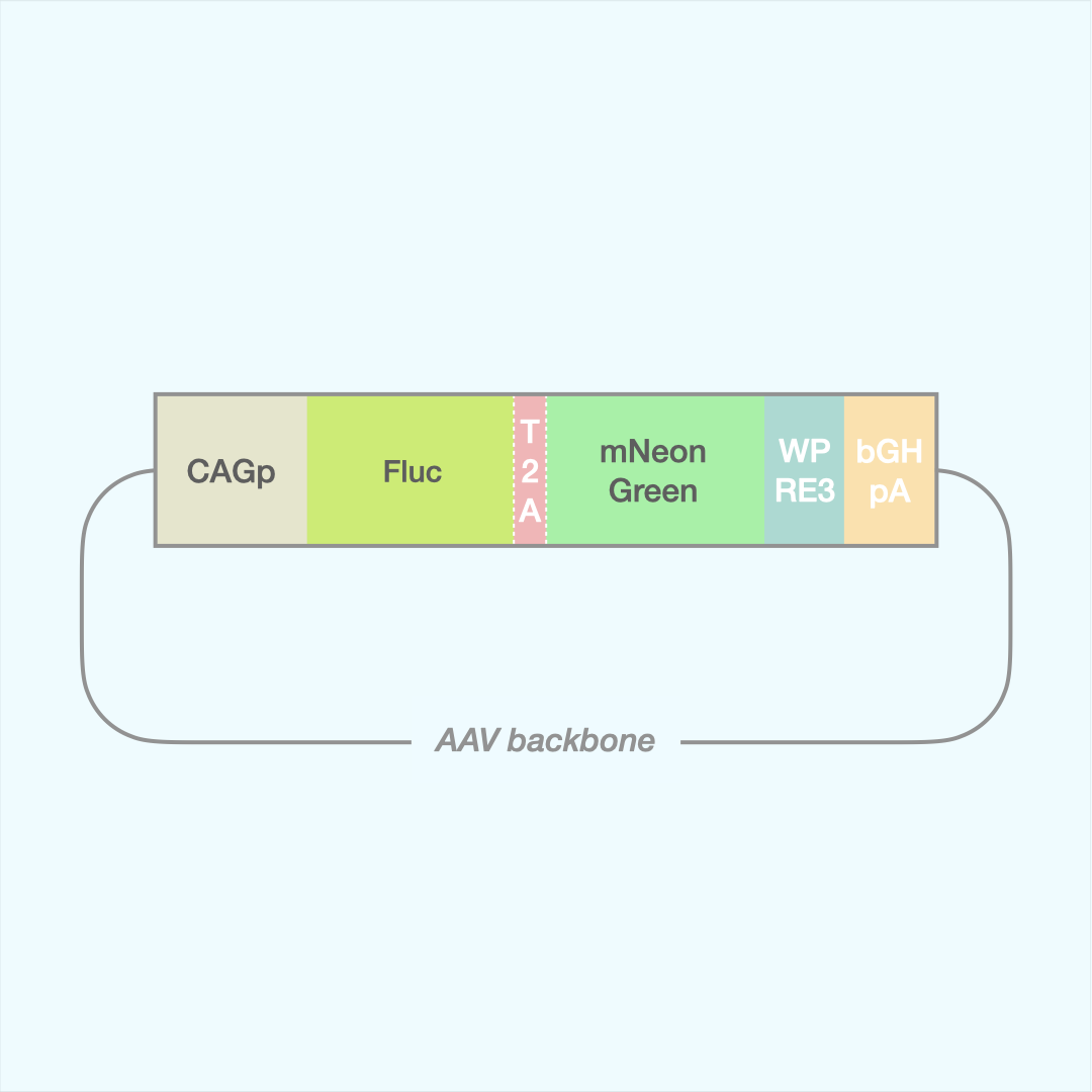 AAV Pulmonary Capsid Panel
