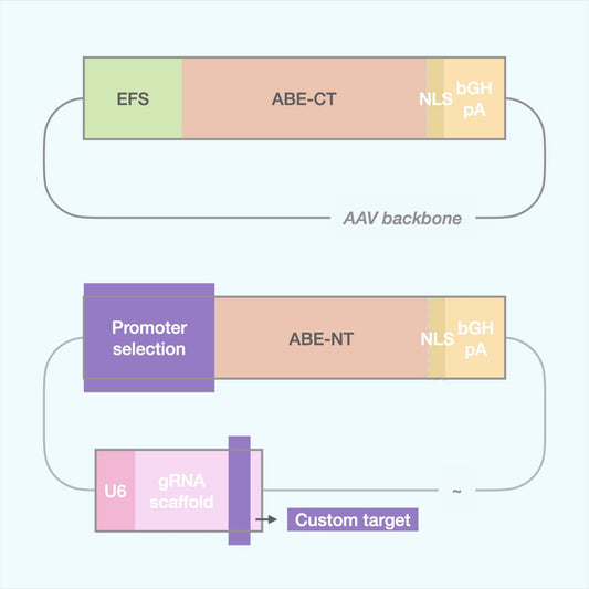 Custom Adenine Base Editor (Dual AAV)
