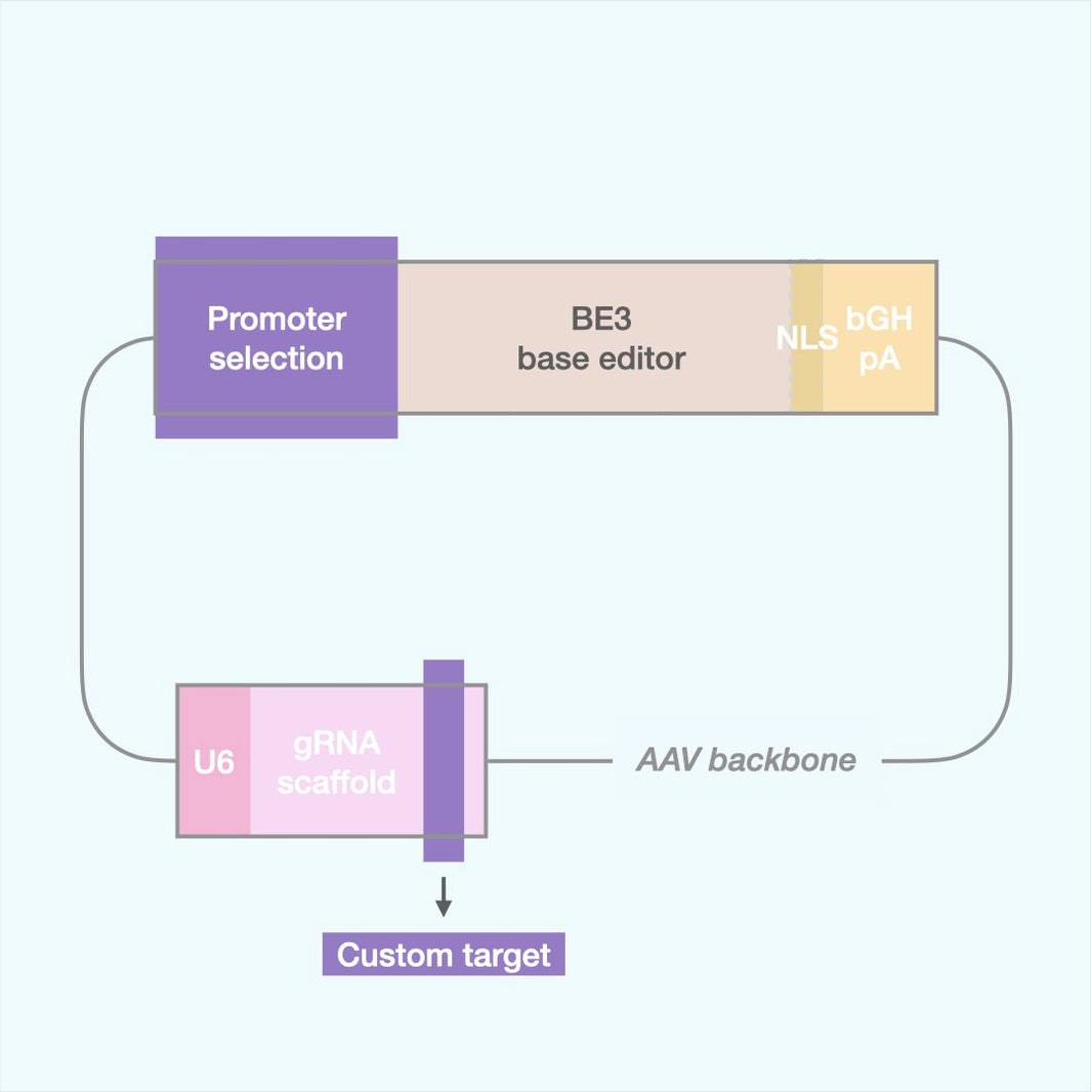 Base Editing Systems for Precision Nucleotide Conversion – Ambryon ...