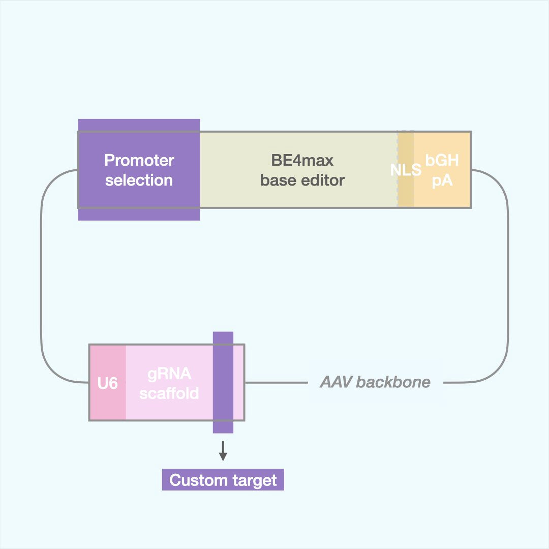 Custom Cytosine Base Editor (AAV)