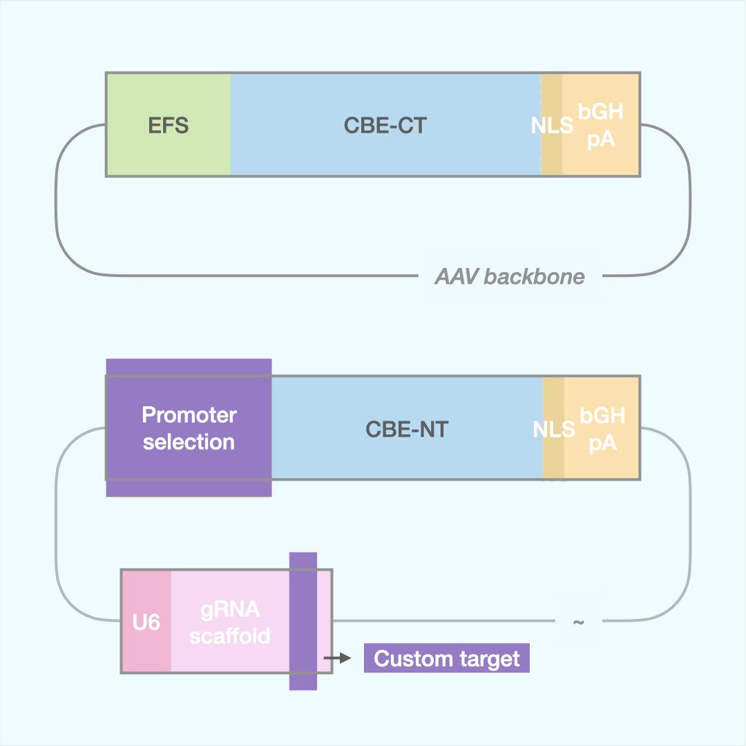 Custom Cytosine Base Editor (Dual AAV)