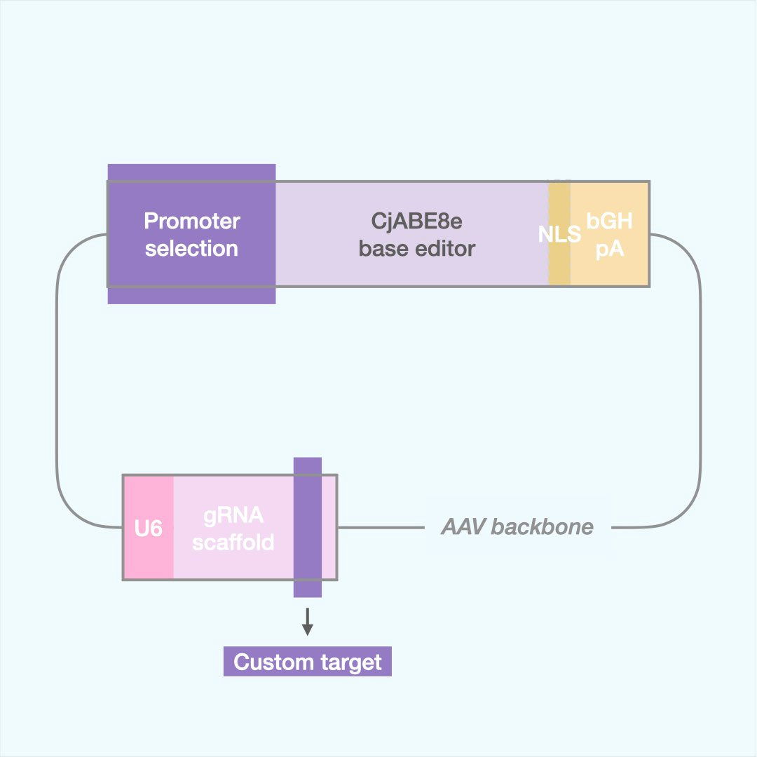 Custom Adenine Base Editor (AAV)