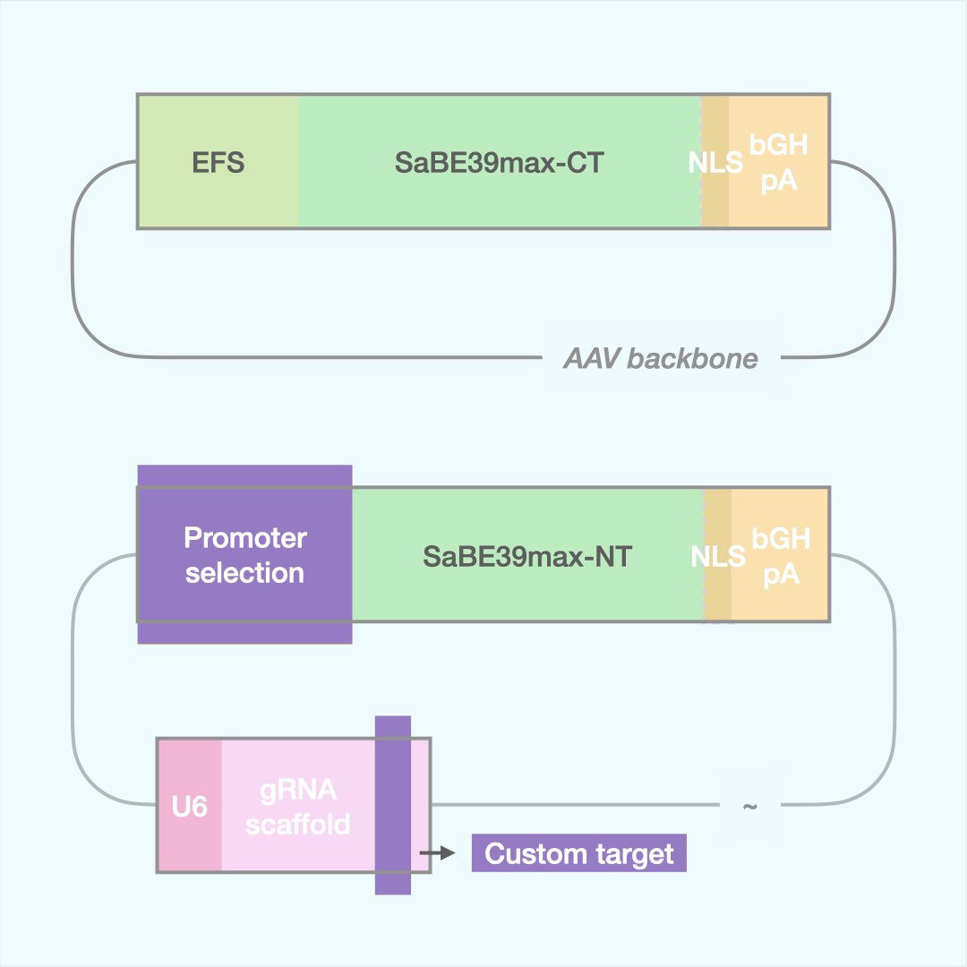 Custom Cytosine Base Editor (Dual AAV)