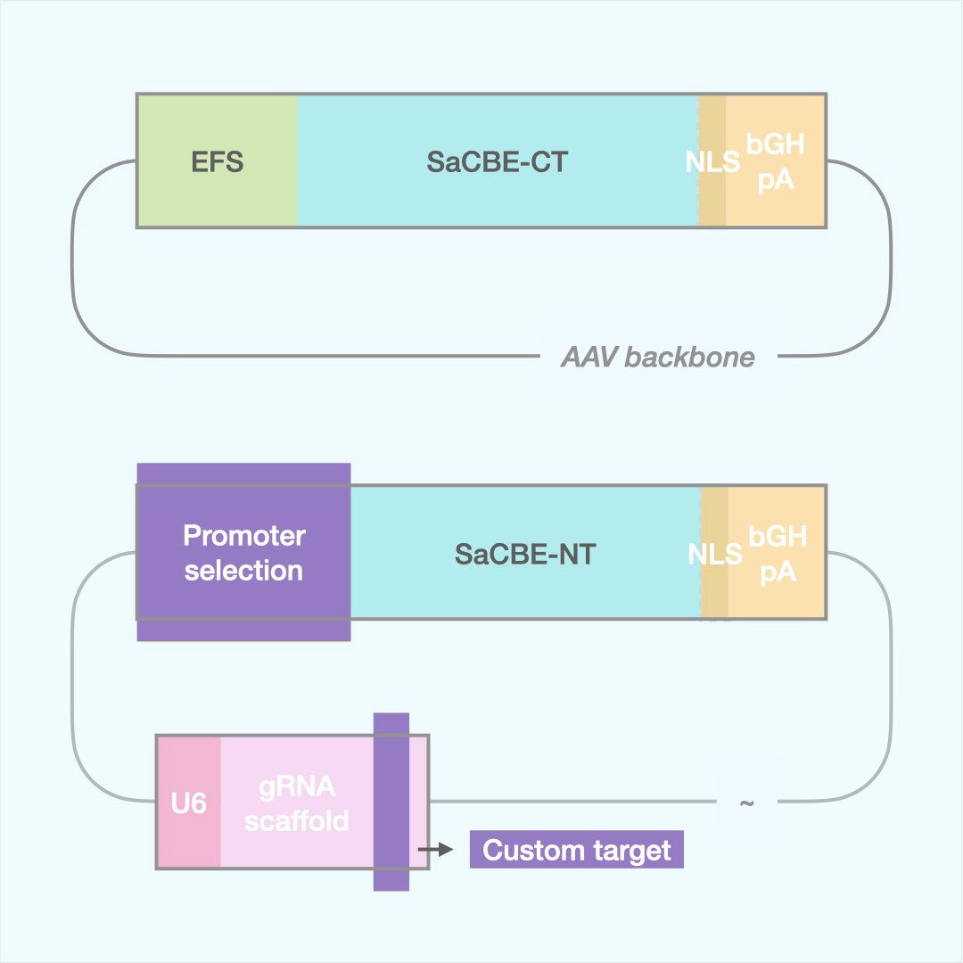 Custom Cytosine Base Editor (Dual AAV)