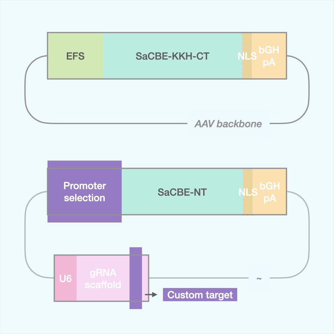 Custom Cytosine Base Editor (Dual AAV)
