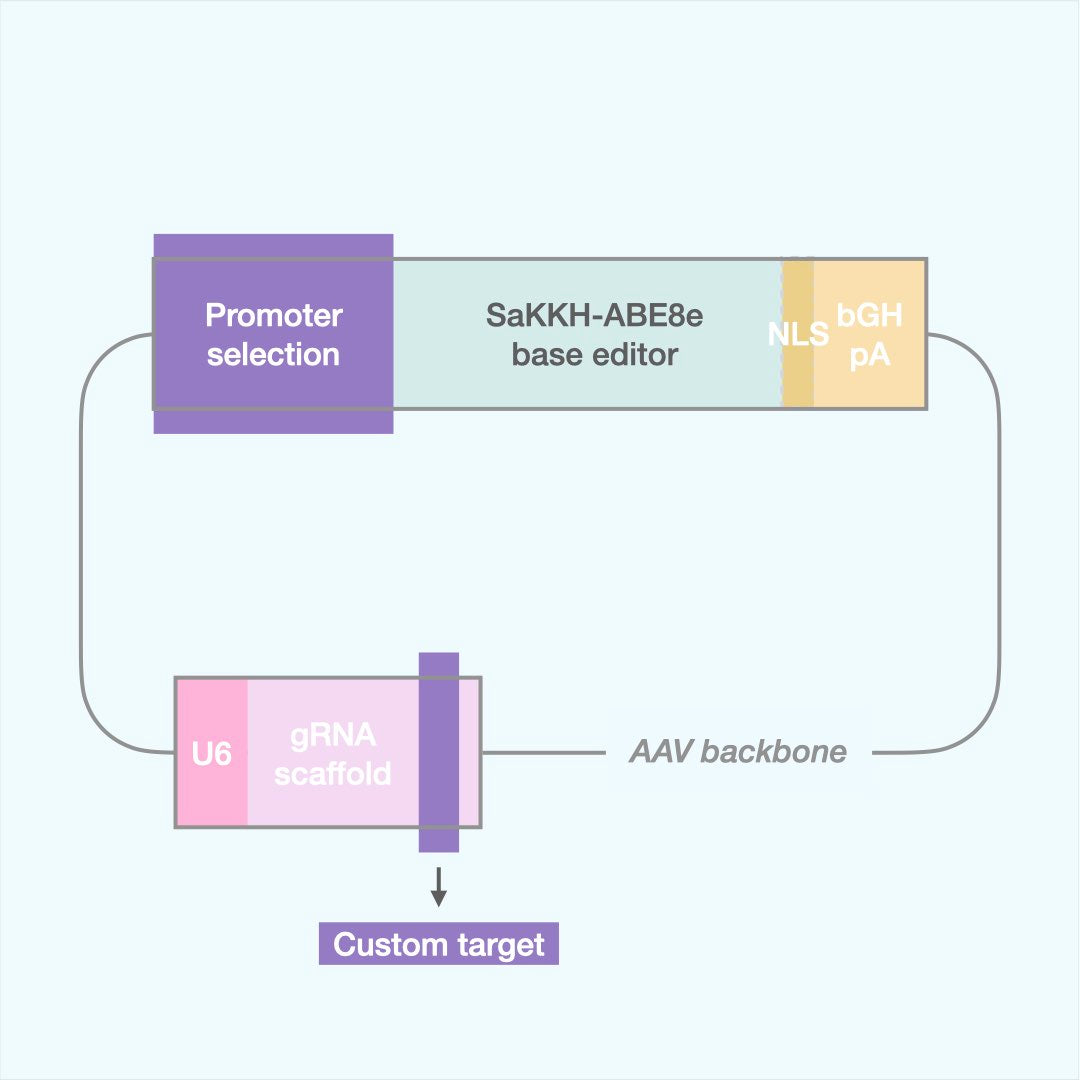 Custom Adenine Base Editor (AAV)