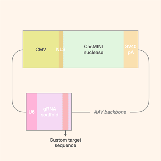 CasMINI All-in-One AAV Editor