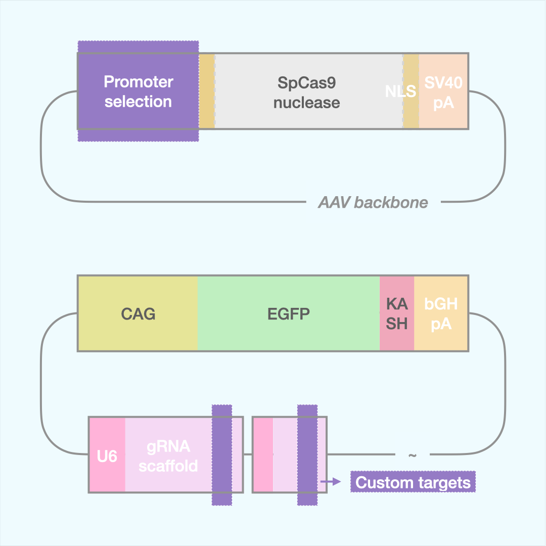Custom SpCas9 Editor (Dual AAV)