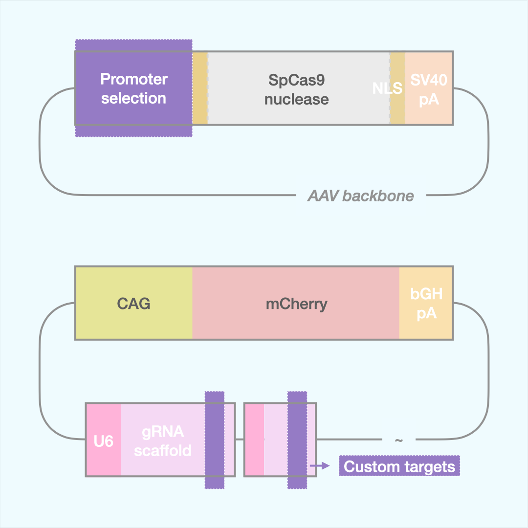 Custom SpCas9 Editor (Dual AAV)