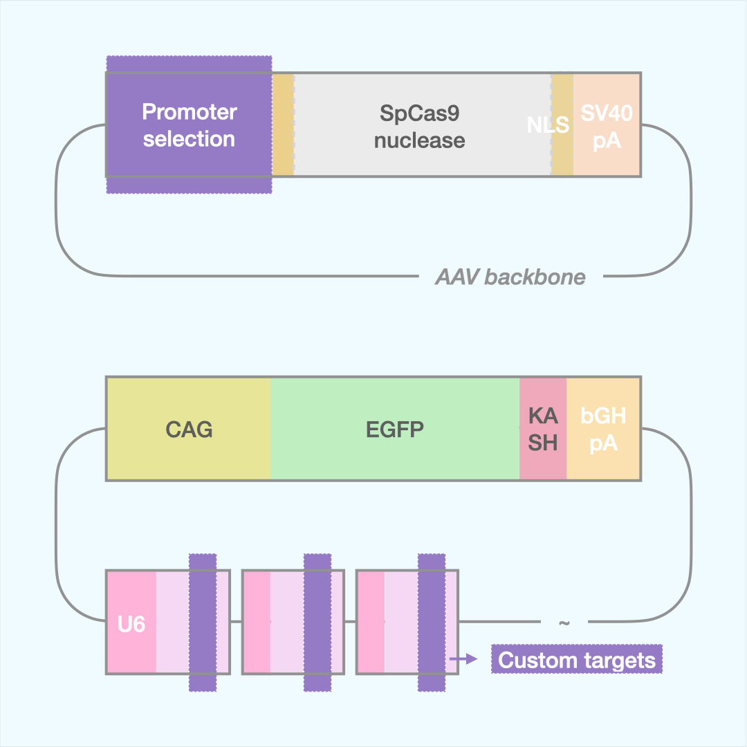 Custom SpCas9 Editor (Dual AAV)