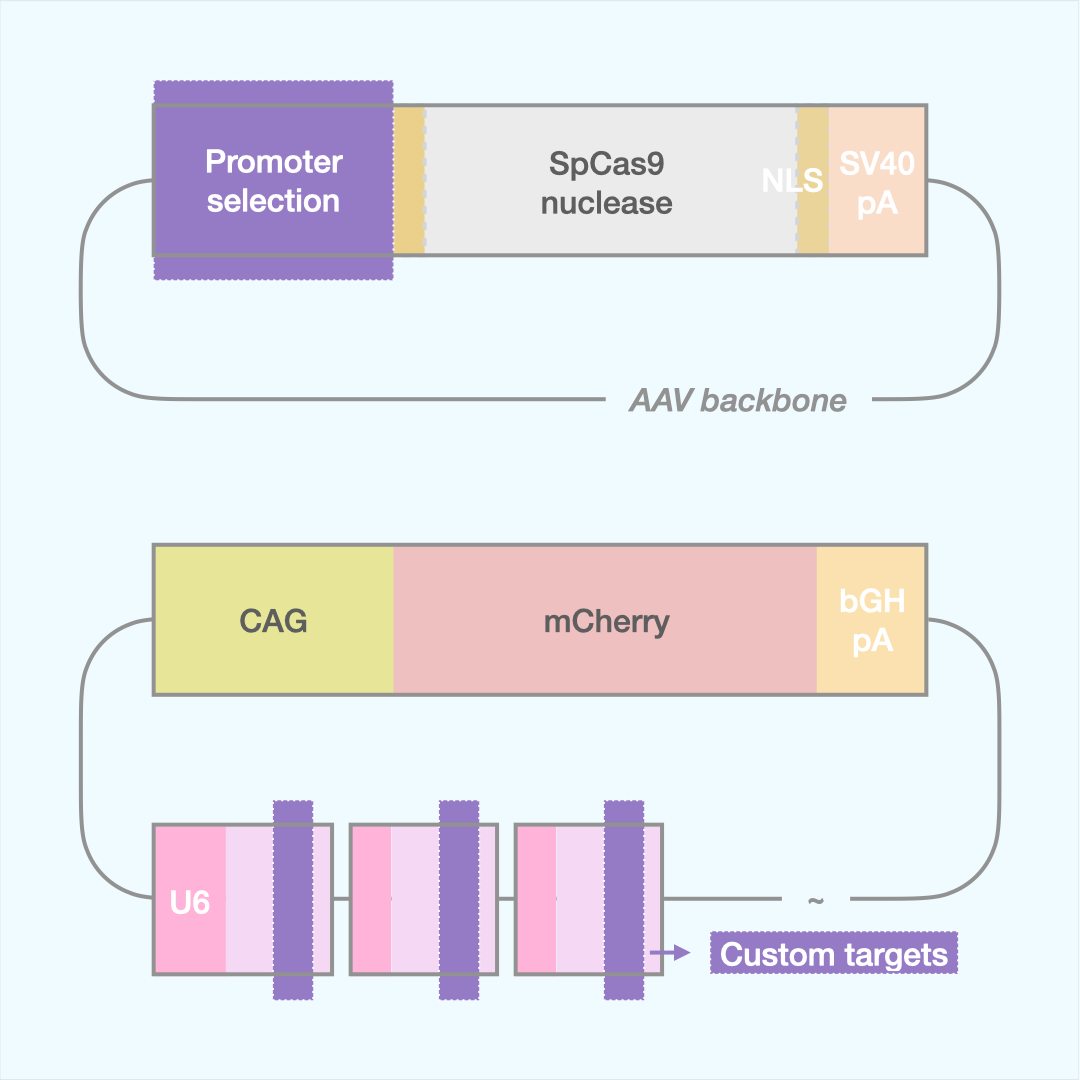 Custom SpCas9 Editor (Dual AAV)