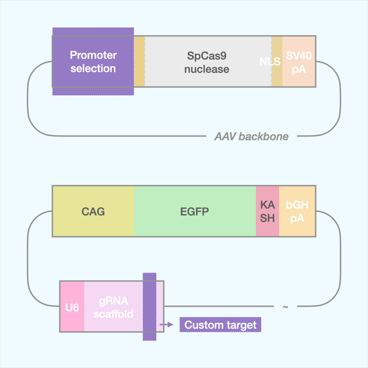 Custom SpCas9 Editor (Dual AAV)