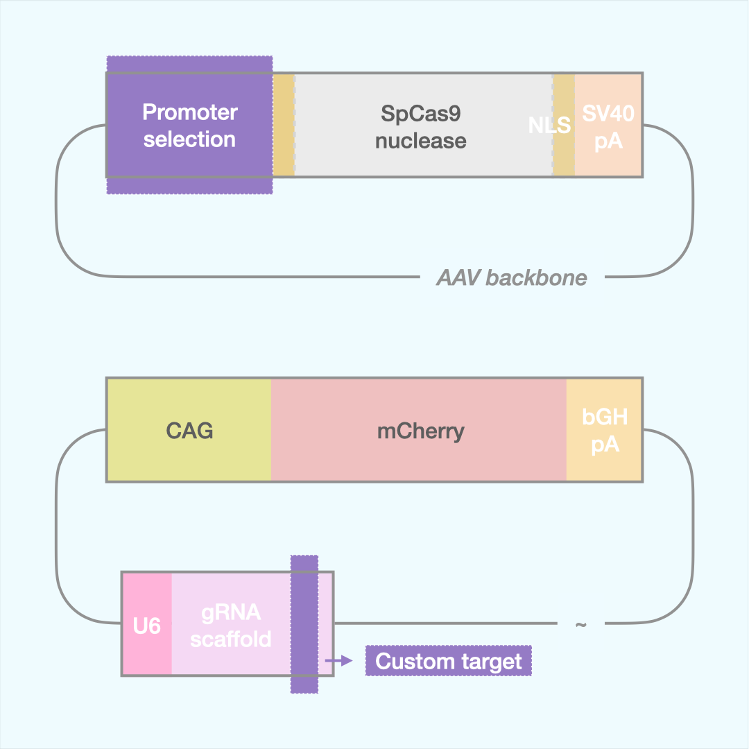 Custom SpCas9 Editor (Dual AAV)