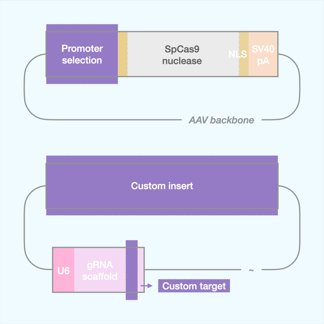Custom SpCas9 Editor (Dual AAV)