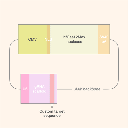 hfCas12Max All-in-One AAV Editor