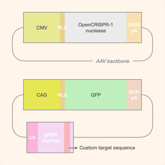 OpenCRISPR-1 Dual-AAV Editor