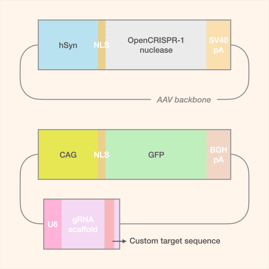 Custom OpenCRISPR-1 Editor (Dual-AAV)