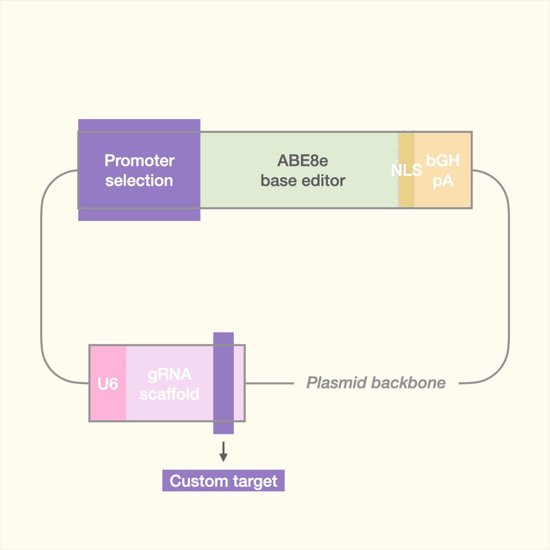 Custom Adenine Base Editor (Plasmid)