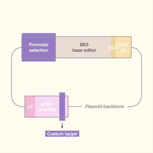 Custom Cytosine Base Editor (Plasmid)