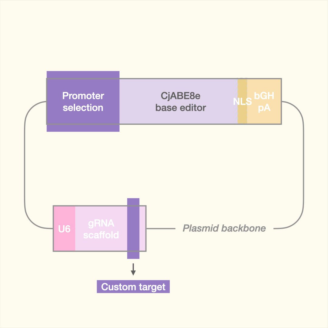 Custom Adenine Base Editor (Plasmid)