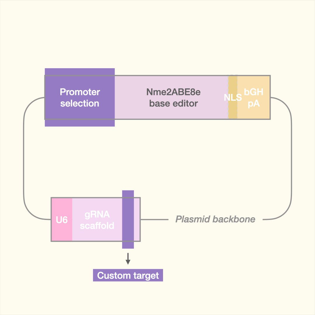Custom Adenine Base Editor (Plasmid)