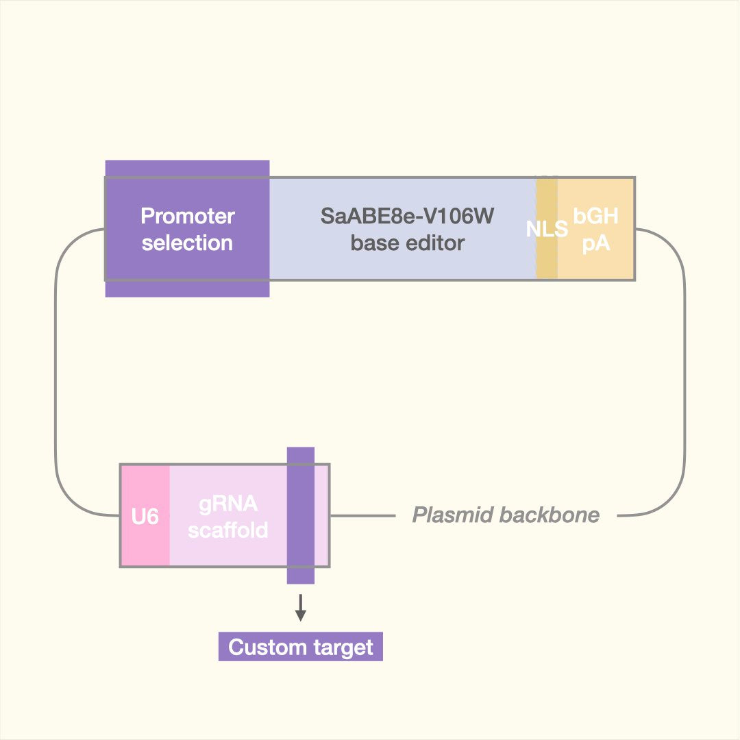 Custom Adenine Base Editor (Plasmid)