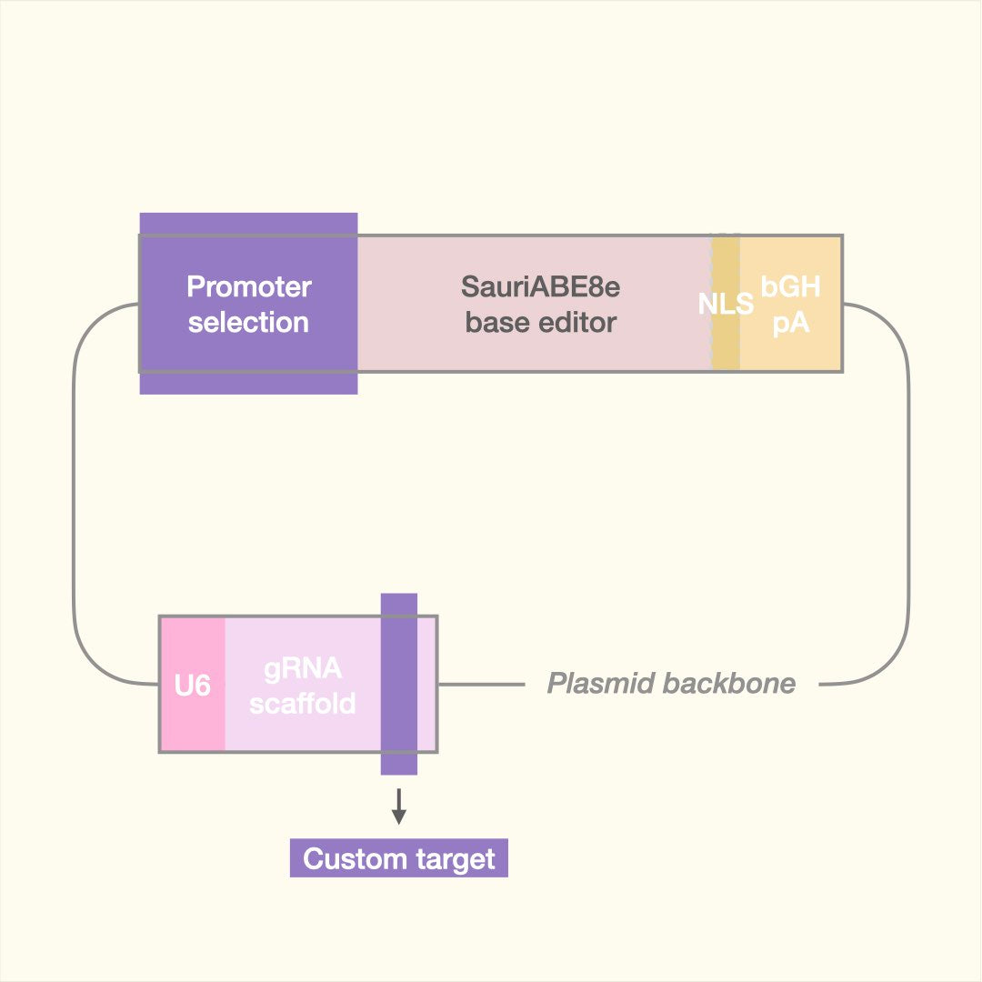 Custom Adenine Base Editor (Plasmid)
