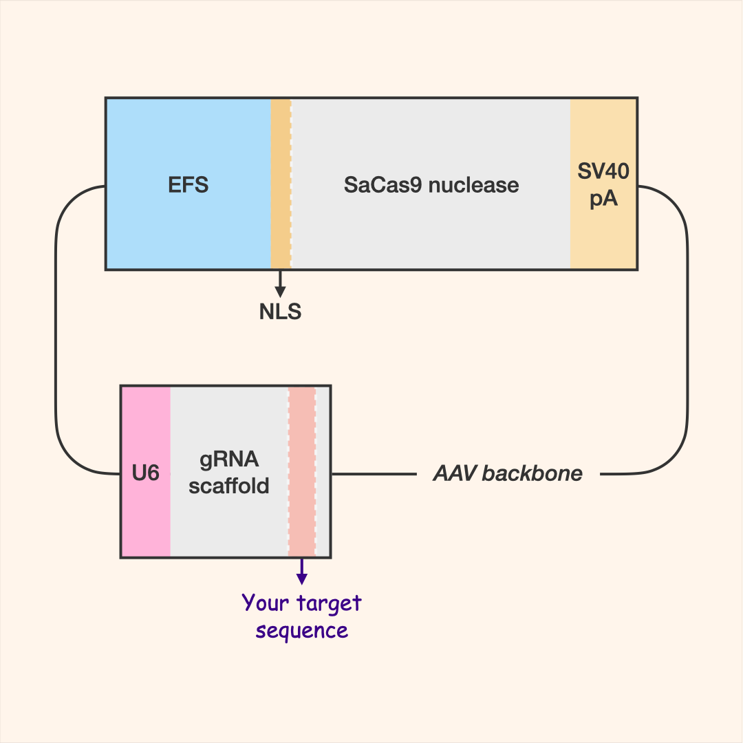 SaCas9 All-in-One Editor (AAV)