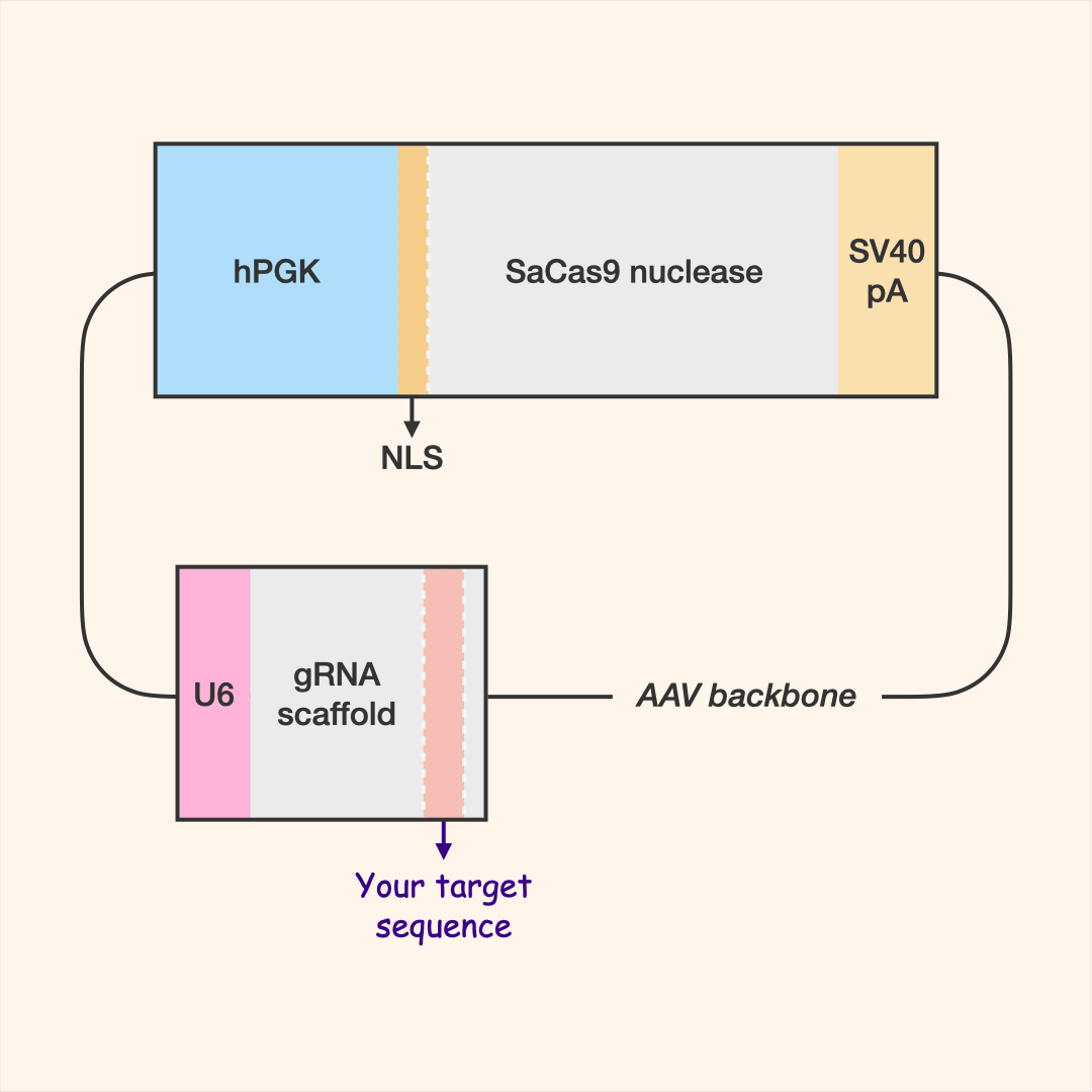 SaCas9 All-in-One Editor (AAV)