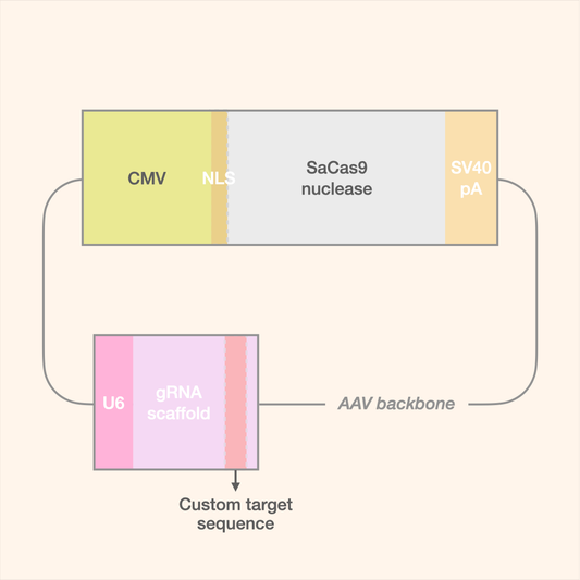 SaCas9 All-in-One AAV Editor