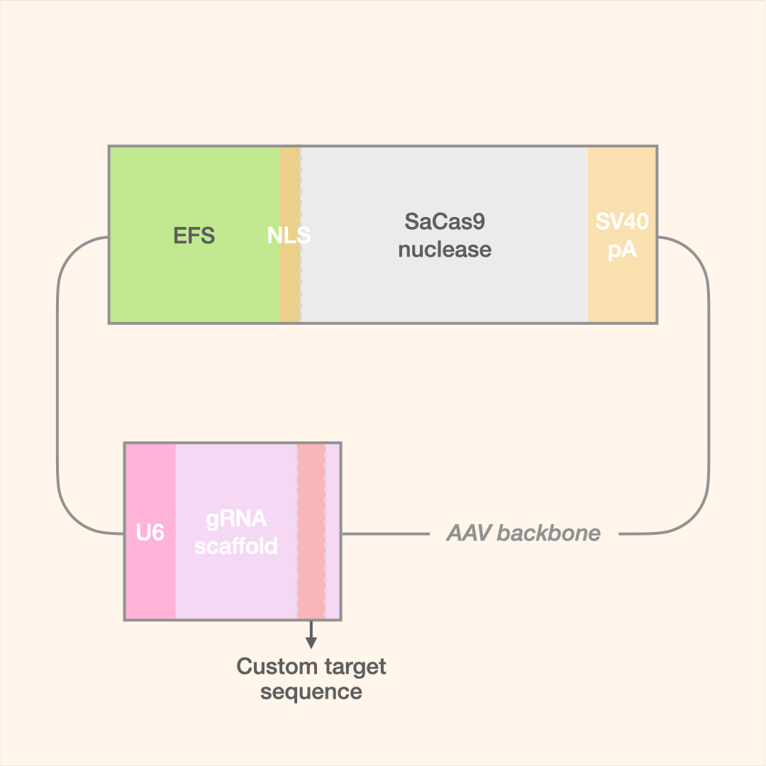 SaCas9 All-in-One AAV Editor