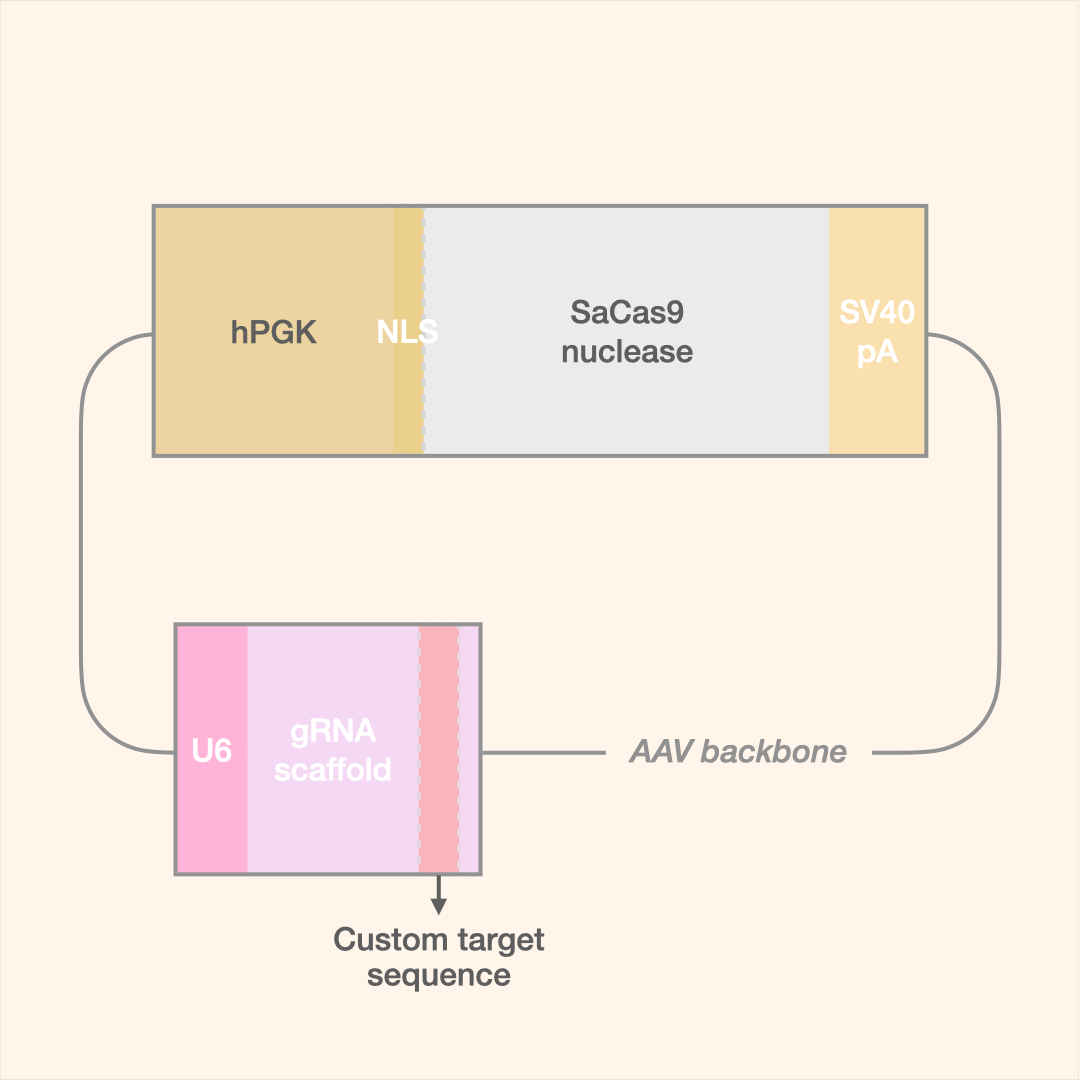 SaCas9 All-in-One AAV Editor