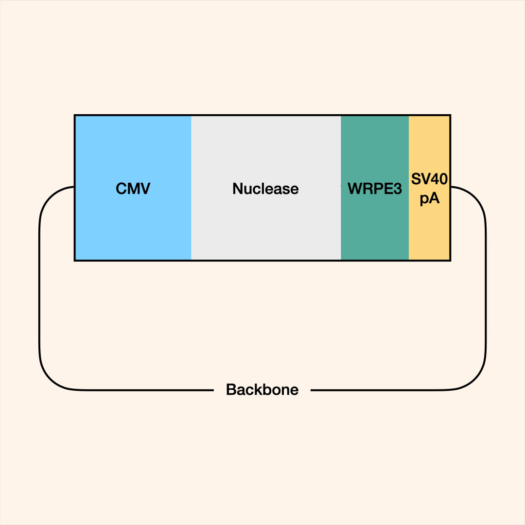 All-in-one Plasmid Gene Editor