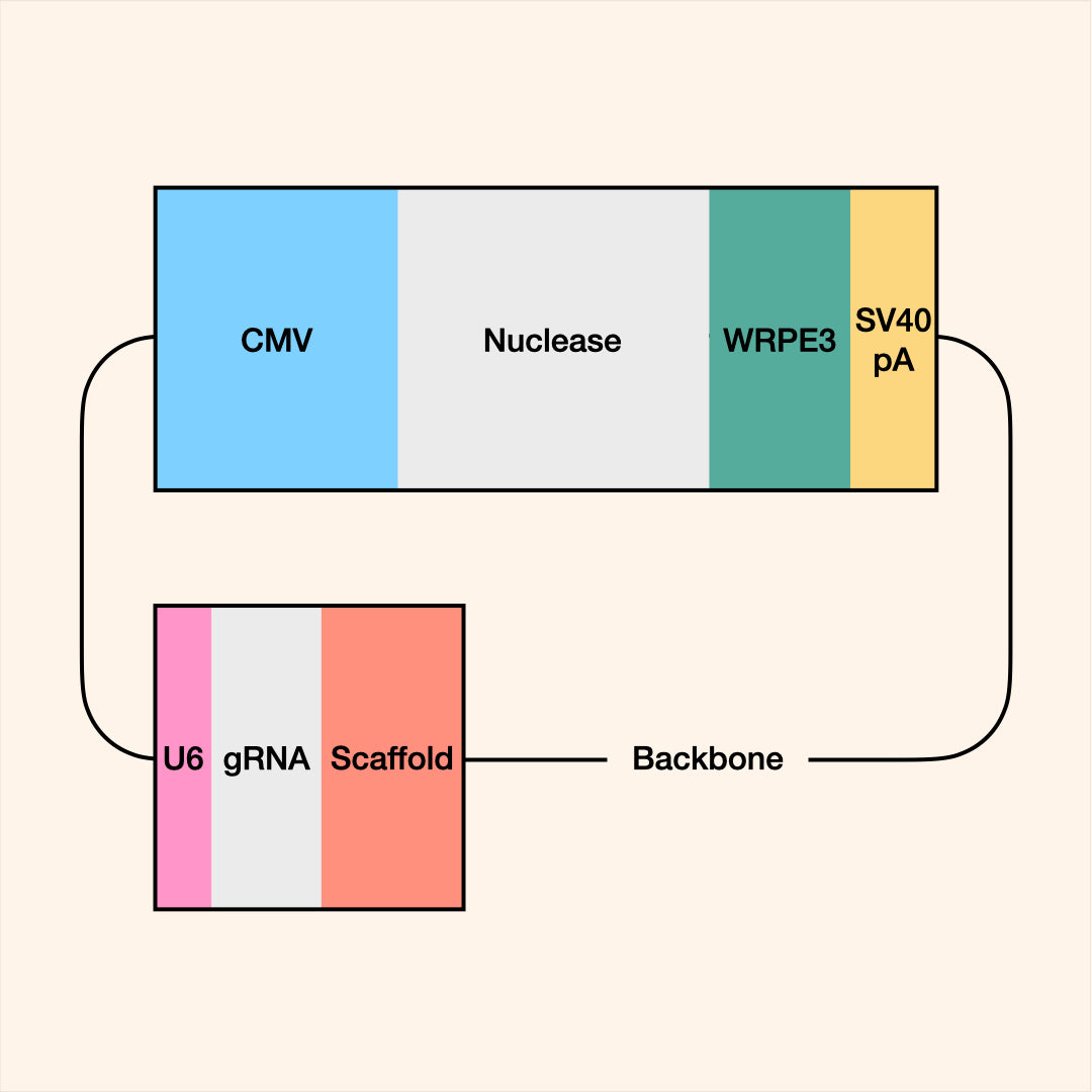 All-in-one Plasmid Gene Editor