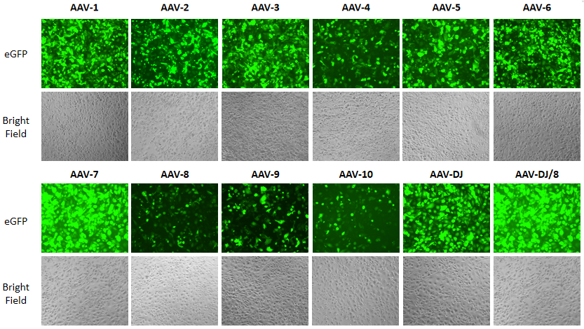 H1299 cells transduced with AAV serotypes