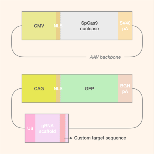 SpCas9 Dual-AAV Editor