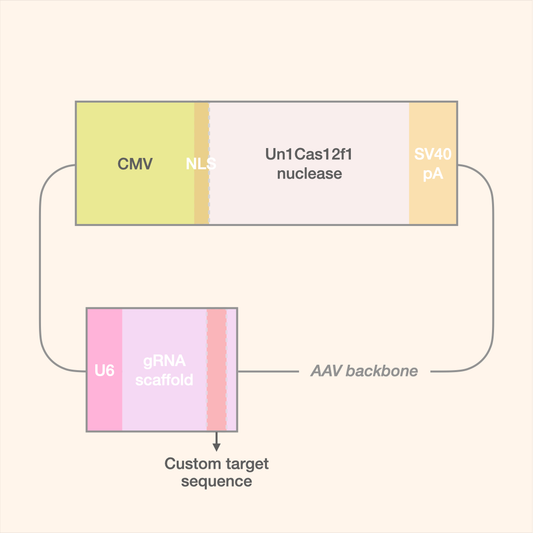 Un1Cas12f1 All-in-One AAV Editor