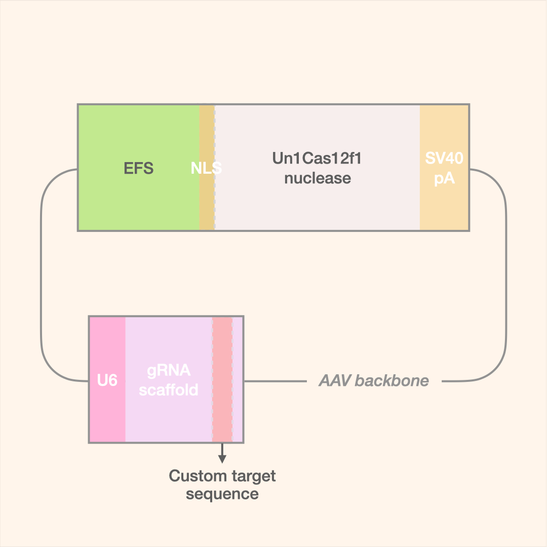 Un1Cas12f1 All-in-One AAV Editor