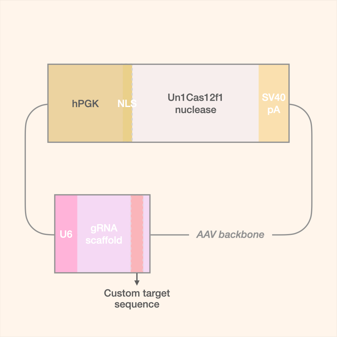 Un1Cas12f1 All-in-One AAV Editor