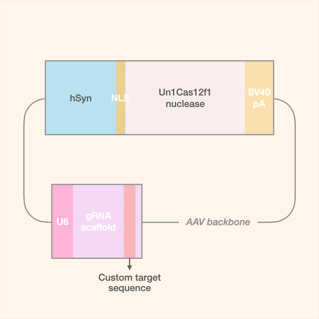 Un1Cas12f1 All-in-One AAV Editor